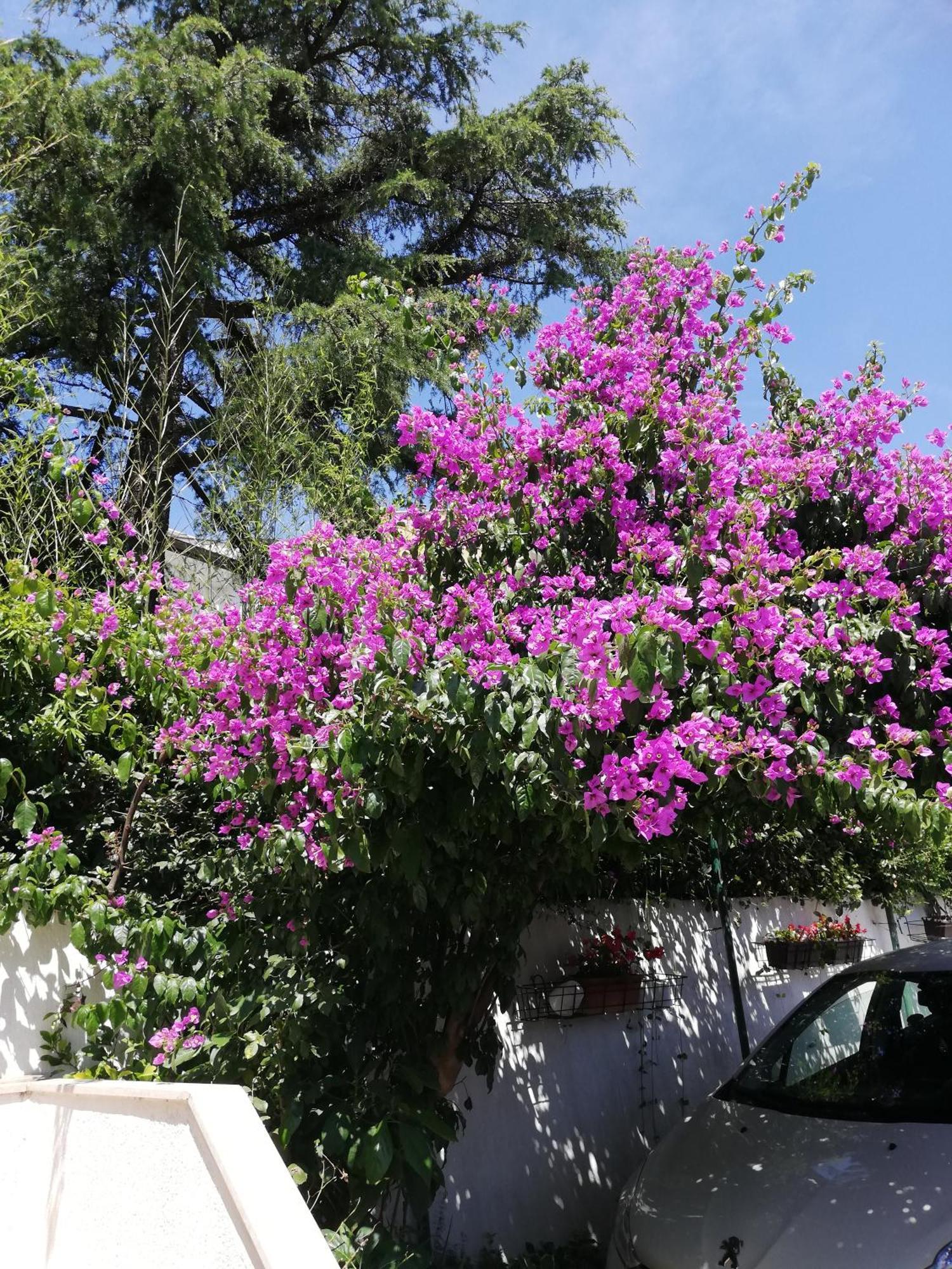 Apartments Poretti For 2,In Center Parking Free In The Yard,6 Min Beach Walk 로비니 외부 사진