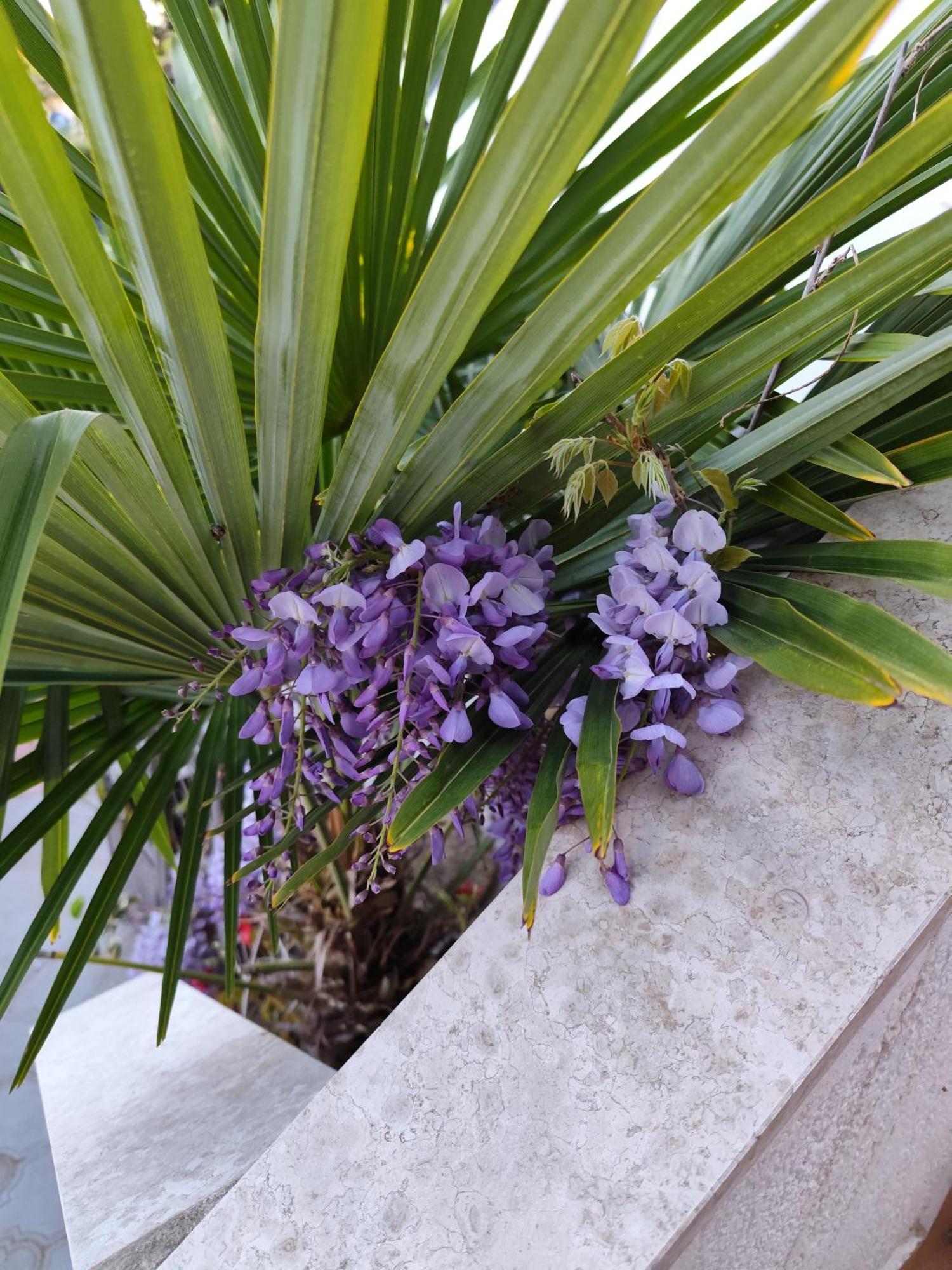 Apartments Poretti For 2,In Center Parking Free In The Yard,6 Min Beach Walk 로비니 외부 사진