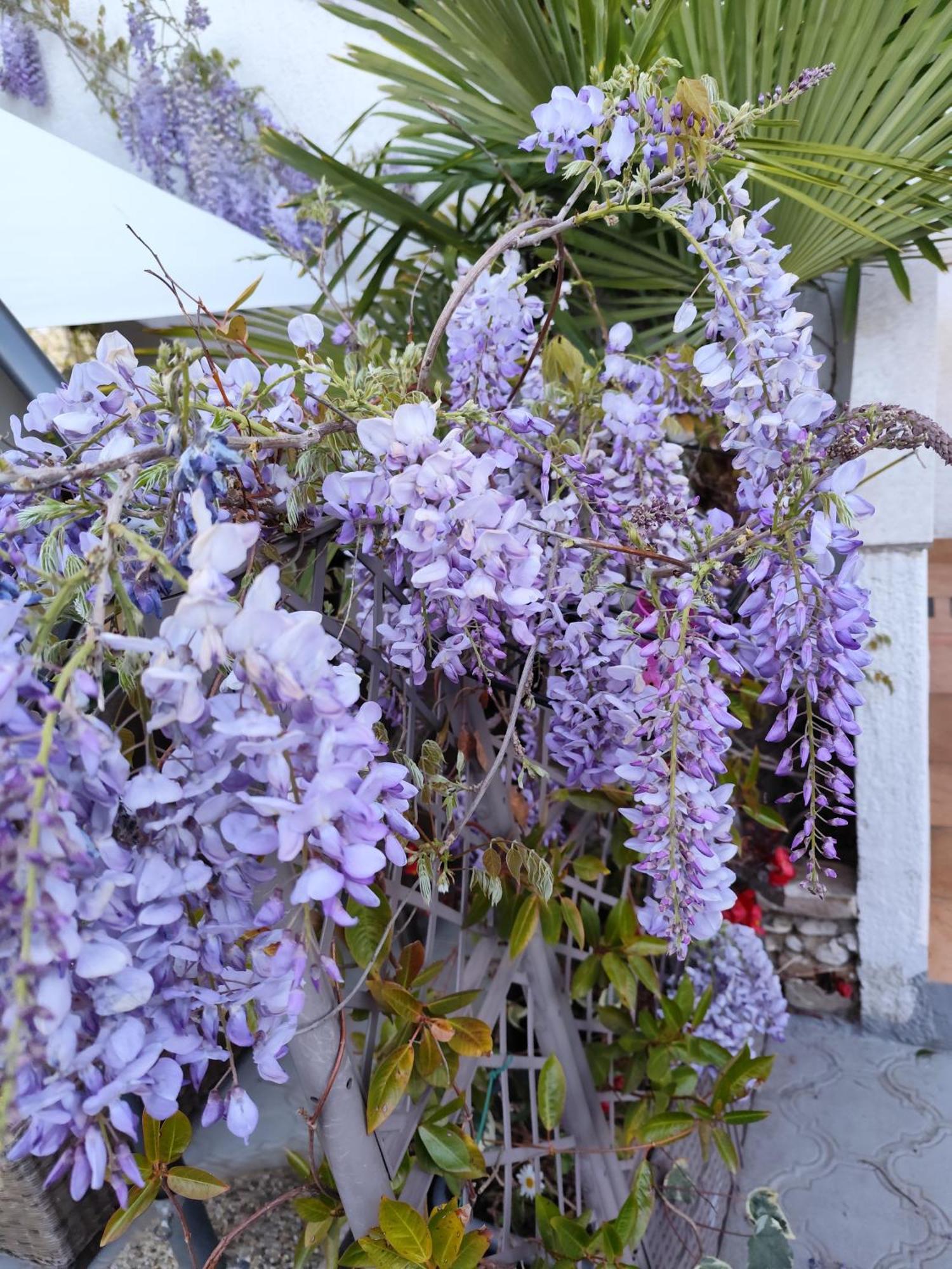 Apartments Poretti For 2,In Center Parking Free In The Yard,6 Min Beach Walk 로비니 외부 사진